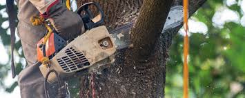 Best Tree Mulching  in Valatie, NY