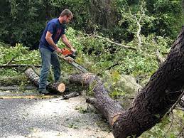 How Our Tree Care Process Works  in  Valatie, NY