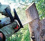 Best Tree Disease Treatment  in Valatie, NY