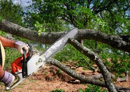 Best Firewood Processing and Delivery  in Valatie, NY
