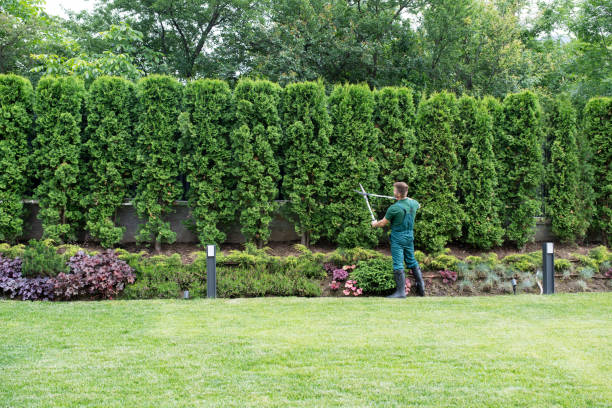 Best Tree Removal  in Valatie, NY