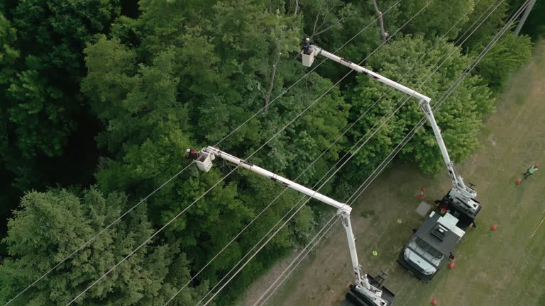 Trusted Valatie, NY Tree Services Experts