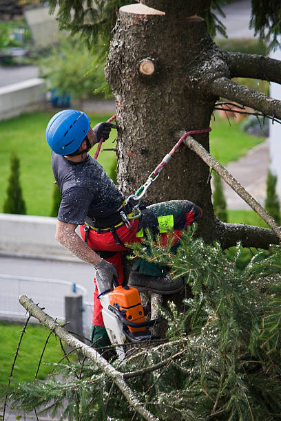 Best Commercial Tree Services  in Valatie, NY