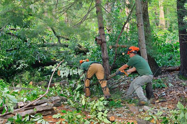 Best Tree Risk Assessment  in Valatie, NY