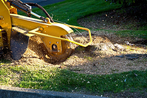 Best Tree Health Inspection  in Valatie, NY